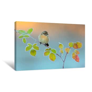 Image of Stonechat In A Frosty Morning Canvas Print