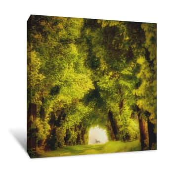 Image of Open Pathway In Forest Canvas Print