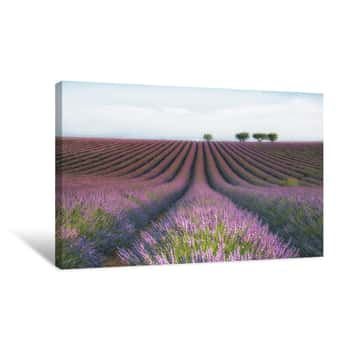 Image of Lavender Flower Field Canvas Print