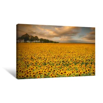 Image of Sunflower Field Canvas Print