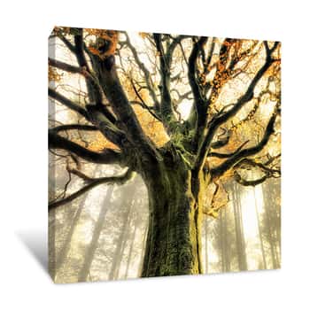 Image of Golden Tree In Autumn Canvas Print