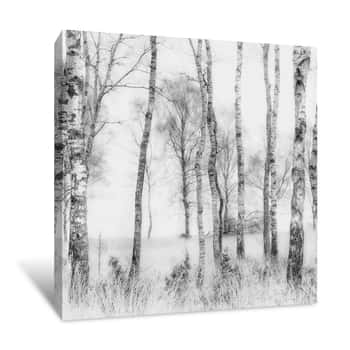 Image of Black and White Forest Canvas Print