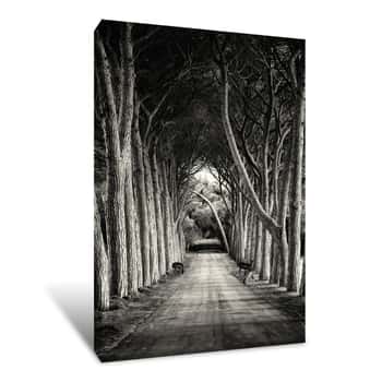 Image of Black and White Path Underneath The Trees Canvas Print