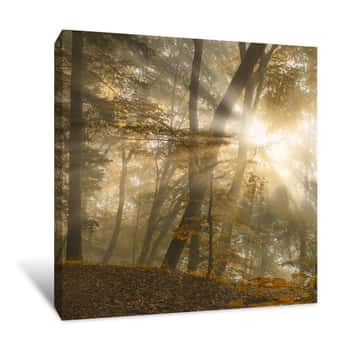 Image of Sunbeams Through the Forest Canvas Print