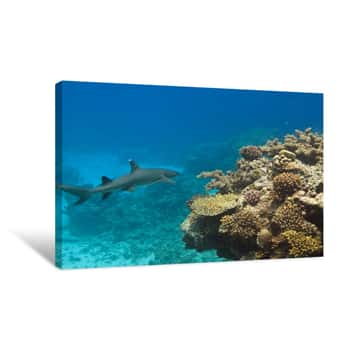 Image of Shark in the Water Canvas Print