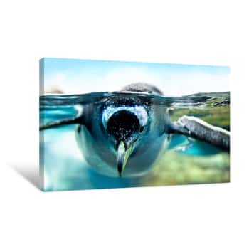 Image of Penguin Swim Canvas Print