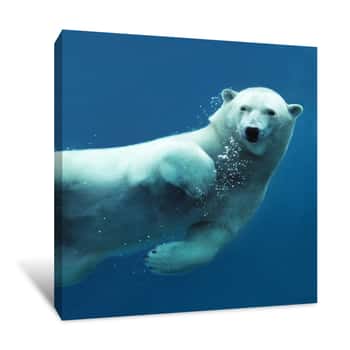 Image of Polar Bear Canvas Print