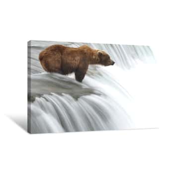 Image of Bear Fishing Falls Canvas Print