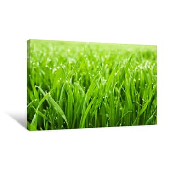 Image of Morning Grass Canvas Print