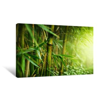 Image of Edge of the Jungle Canvas Print