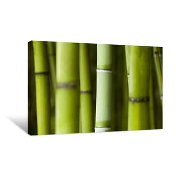 Image of Bamboo Closeup Canvas Print