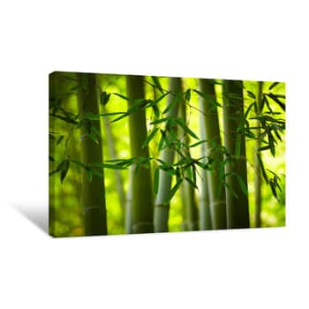 Image of Growing Green Bamboo Canvas Print