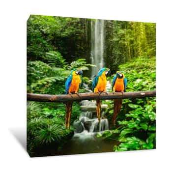 Image of Macaws in the Rainforest Canvas Print