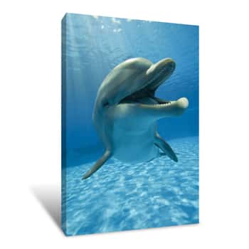 Image of Happy Dolphin Canvas Print