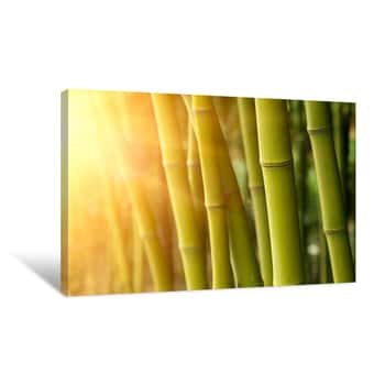 Image of Bamboo Jungle Sunset Canvas Print