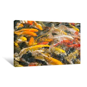Image of Color of Koi Fish Canvas Print