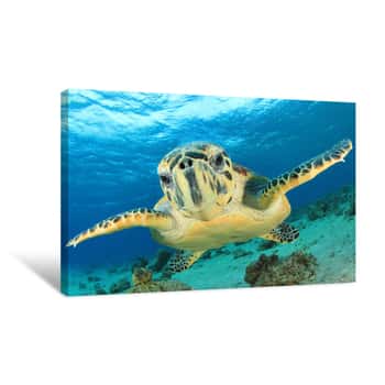 Image of Curious Turtle Canvas Print