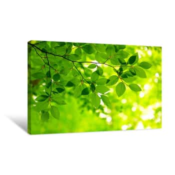Image of Green Leaves Canvas Print
