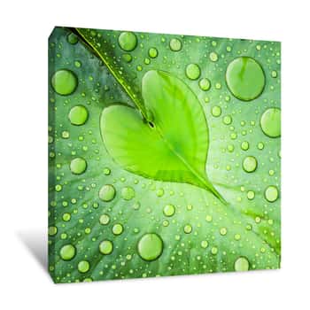 Image of Leaf of Hearts Canvas Print