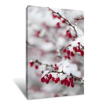 Image of Red Winter Berries Under Snow Canvas Print