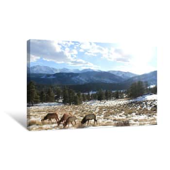 Image of Rocky Mountain National Park, Grazing Elk Canvas Print