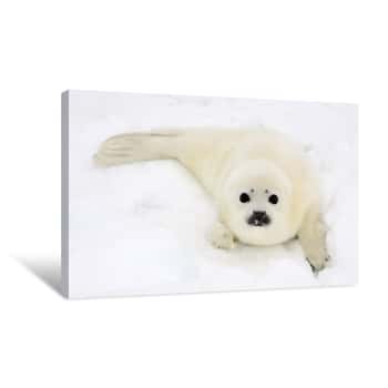 Image of Baby White Seal Canvas Print