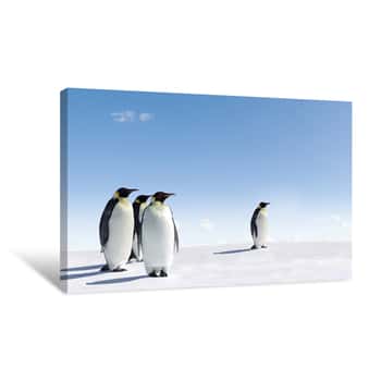 Image of Emperor Penguins Canvas Print