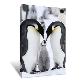 Image of Emperor Penguin Family Canvas Print