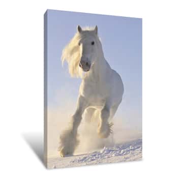 Image of Magnificent White Horse Canvas Print