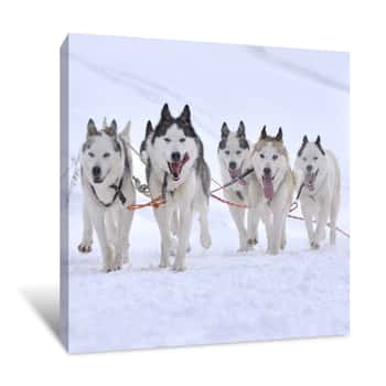 Image of Sled Dogs Canvas Print