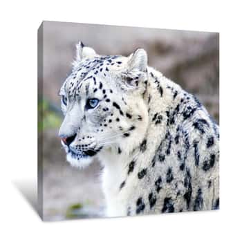 Image of Snow Leopard Canvas Print