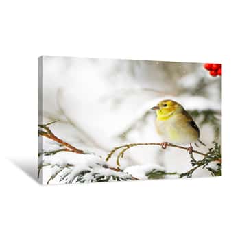 Image of Yellow Bird In Snow Canvas Print