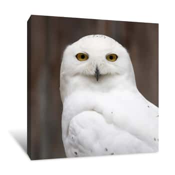Image of Snow Owl Canvas Print