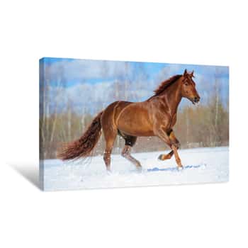 Image of The Brown Winter Horse Canvas Print