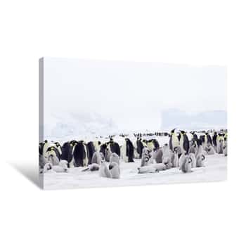 Image of Pack of Penguins Canvas Print