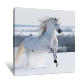 Image of The White Winter Horse Canvas Print