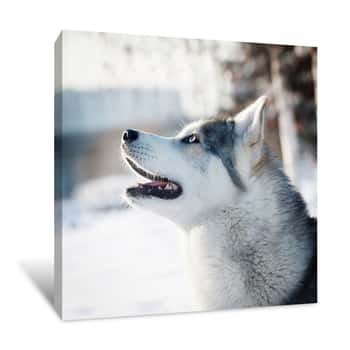 Image of Grey Wolf Canvas Print