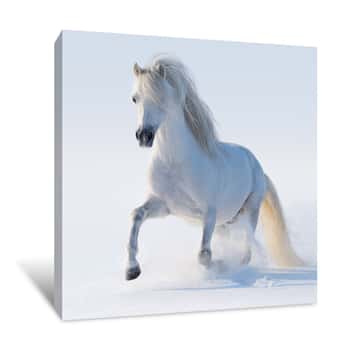 Image of White Welsh Pony Canvas Print