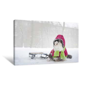 Image of Clothed Winter Cat Canvas Print
