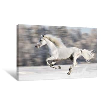 Image of Galloping White Horse Canvas Print