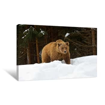 Image of Winter Grizzly Bear Canvas Print
