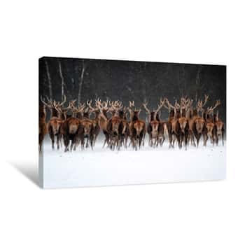 Image of Herd of Stags Canvas Print