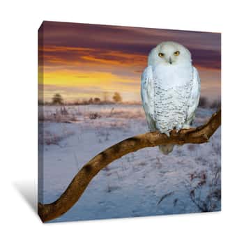 Image of Wild White Owl Canvas Print