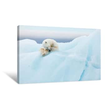 Image of Polar Bear Grooming Canvas Print