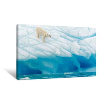 Image of Polar Bears A Slippery Slope Canvas Print