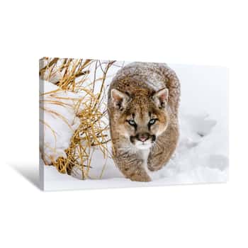 Image of Sneaky Cougar Canvas Print