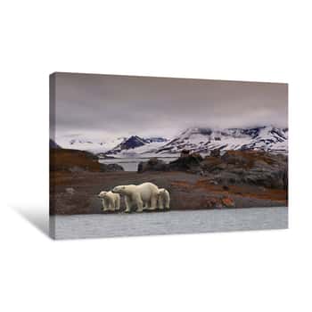 Image of Polar Bears In Autumn Canvas Print