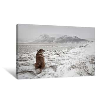 Image of Dog Sitting In Winter Storm Canvas Print