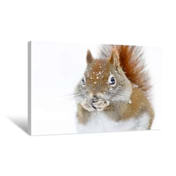 Image of Winter Squirrel Canvas Print
