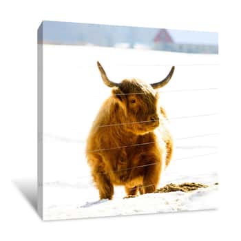 Image of Oxen In Winter Canvas Print